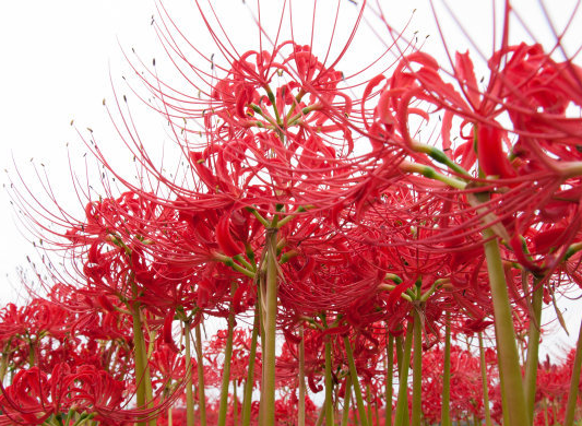 生肖▲7月上旬,4属相吉星入命,运势大涨,好运不断,财运连连