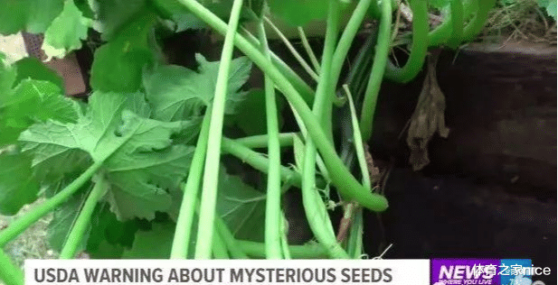美国|中美联合调查“来自中国的神秘种子”，有人已经种出了番茄和瓜？