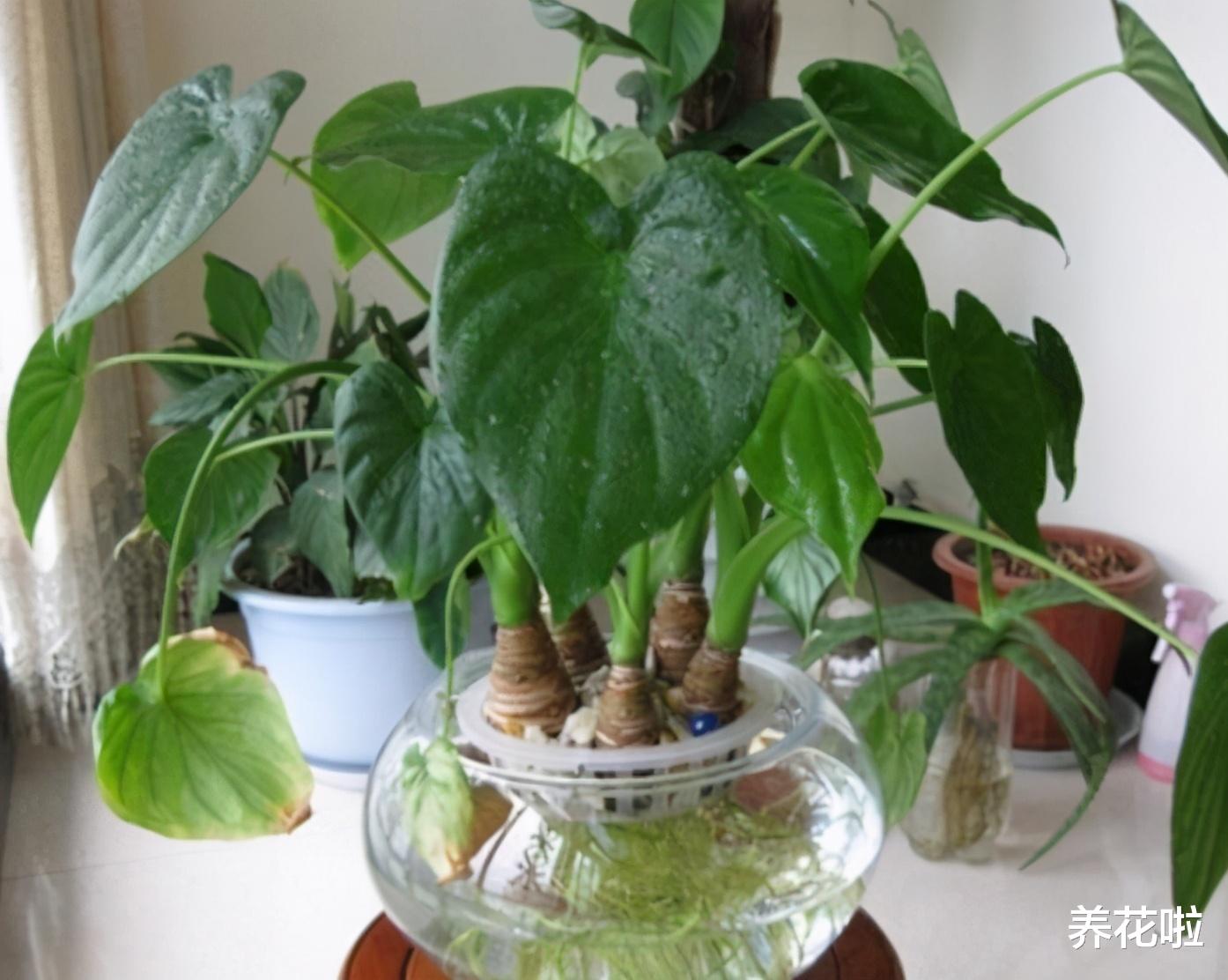 虎刺梅|懂花的人,卧室里不养三种花,是大忌