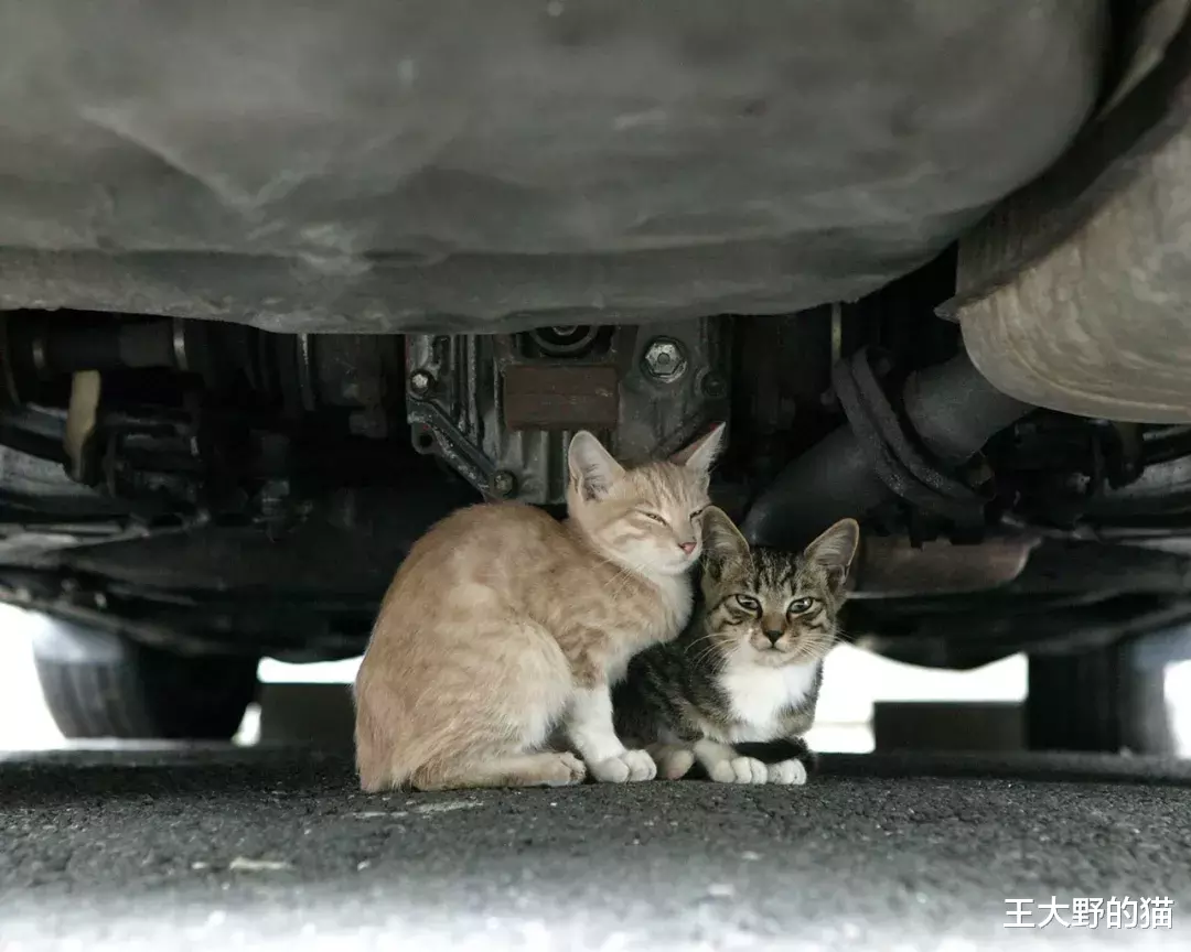 干货：猫咪不慎受伤，铲屎官们如何第一时间正确有效处理？