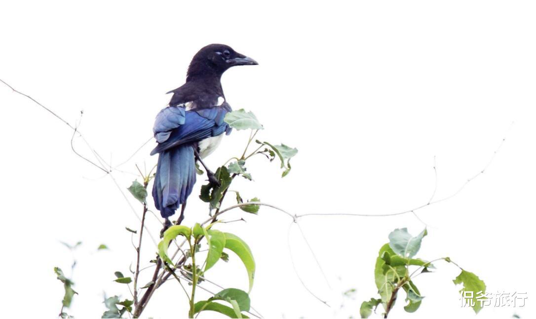 「十二星座」6月26号，意外财运上门的3生肖，事业红火，心想事成