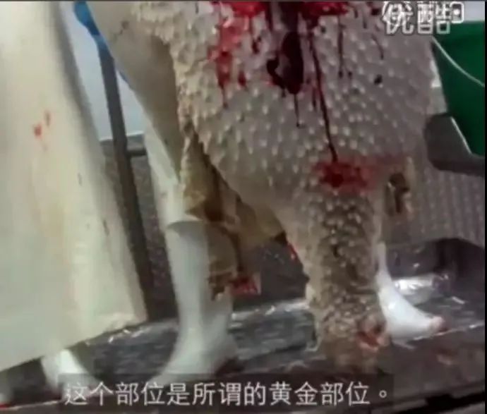 鸵鸟|网传张雨绮未能成团，富婆人设不倒：我却看到了人类贪婪的一幕
