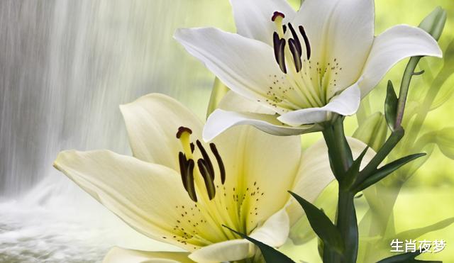 霉运|8月，先苦后甜，旱苗得雨，3生肖霉运散尽，生活锦上添花