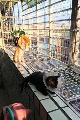 主人想要赖床，家里猫咪用自己十几斤的身躯，用飞扑叫醒自家主人