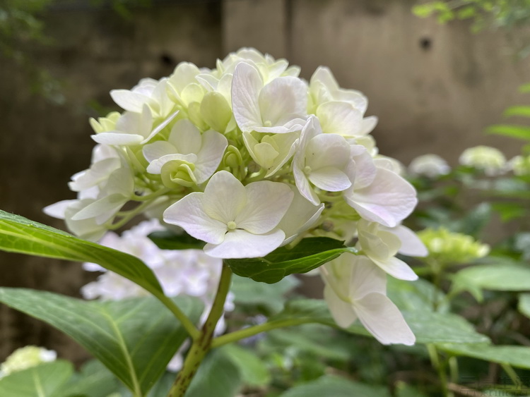 「安卓」在十年老安卓用户眼中，iPhone用起来感觉如何？