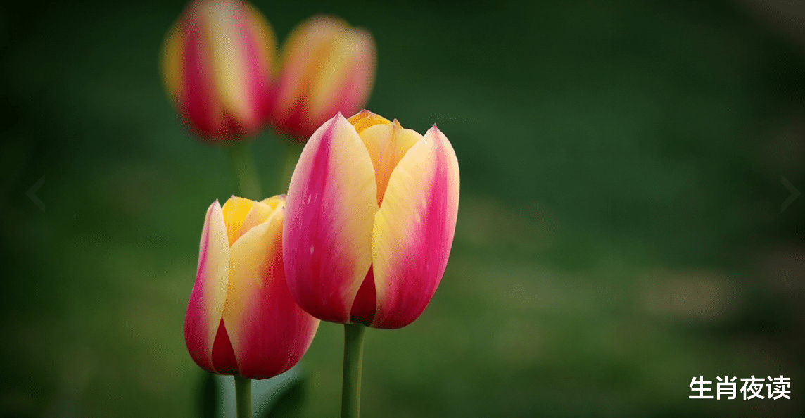 生肖|11月下旬,桃花缠绕,为爱坚定,3生肖放下过去,与真爱相逢