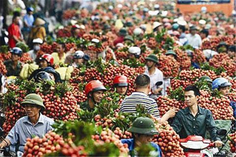 『中芯国际』印度荔枝产量全球第二，出口率却仅为0.04%，为啥都只买中国荔枝