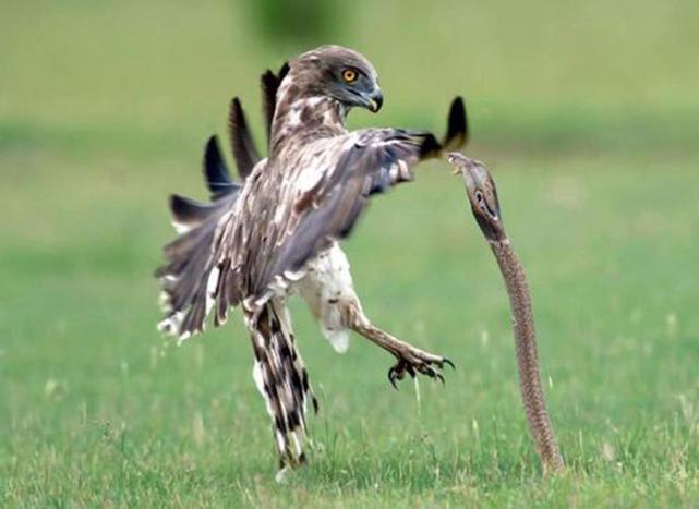 蛋白质|图囵吞蛇的蛇雕，明明吃下了蛇毒，为什么没有被毒死？