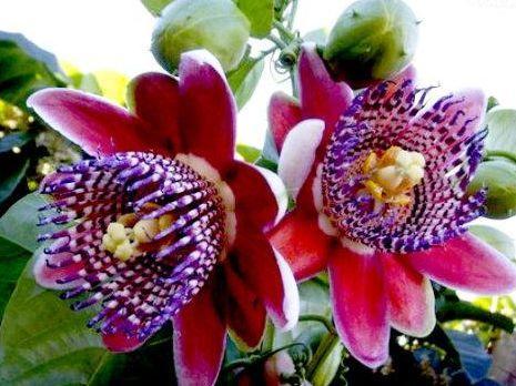 生肖|10月“日子红火”腾腾起，发财发福又发家！喜鹊叫，好事到的生肖！