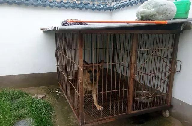 羡慕! 50多万就能建这么棒的别墅, 院子种花草葡萄、养鱼