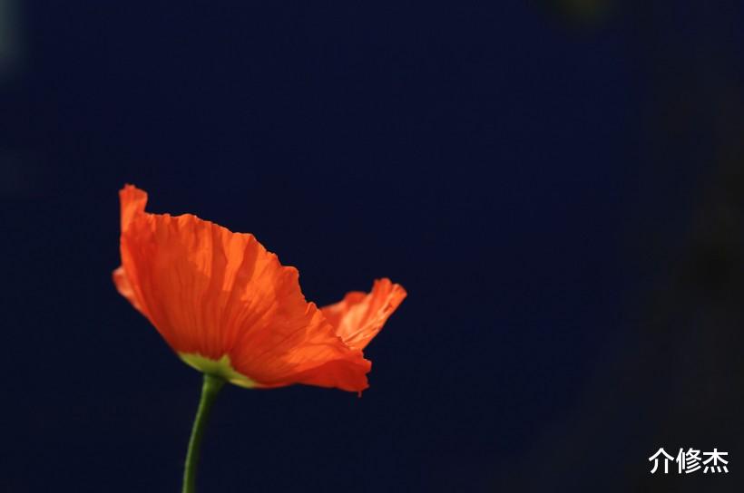 『生肖』最容易令异性喜欢的四大生肖,颜值一般,但异性缘非常好!