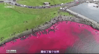 [鲸鱼]我们的星球怎么了, 2020年的魔力仍在继续，灾难频繁发生