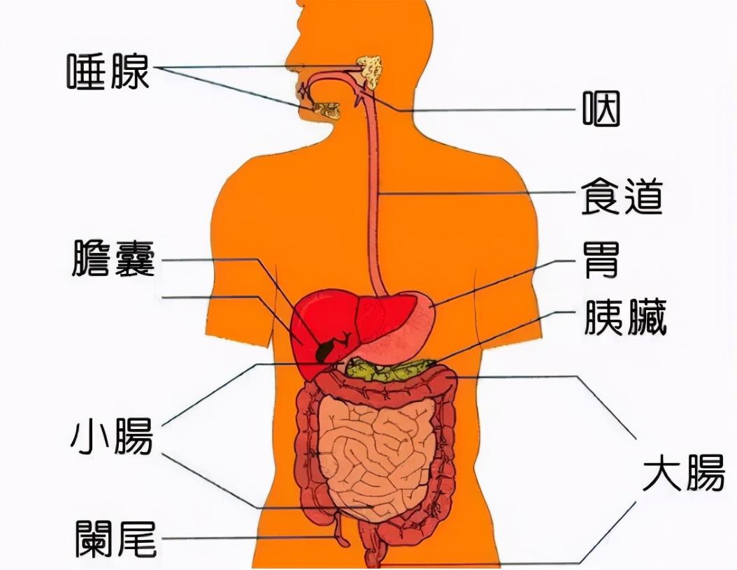 科学家|科学家在癌症患者身上，发现了一个新器官，对癌症治疗有极大的帮助