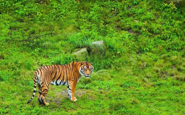 后代|17年过去，我国将稀有的两只东北虎送去非洲繁殖后代，结果成这样