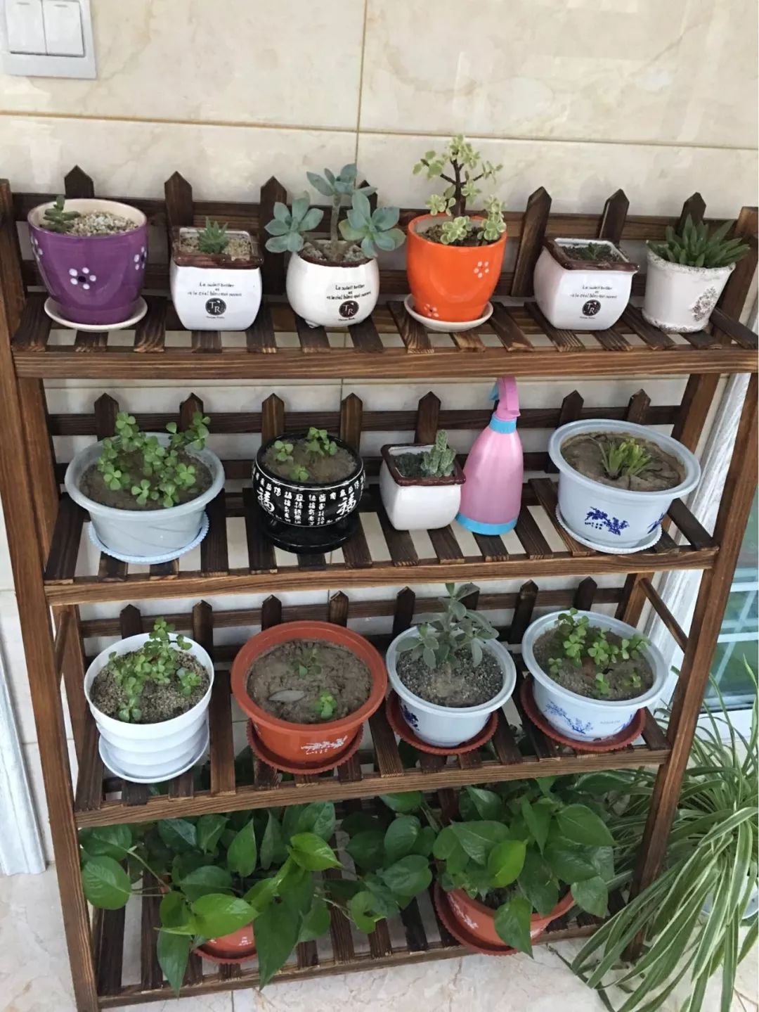 绿植怎么种更美？多种几盆，摆上架子，美出天际！