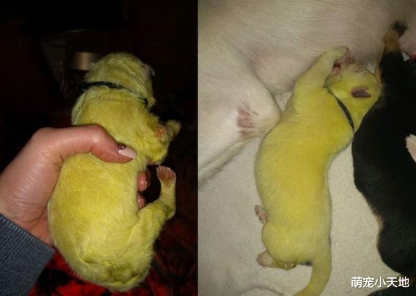 牧羊犬产出奇特毛色的幼犬，饲主急送医后染色的原因是“胎粪”