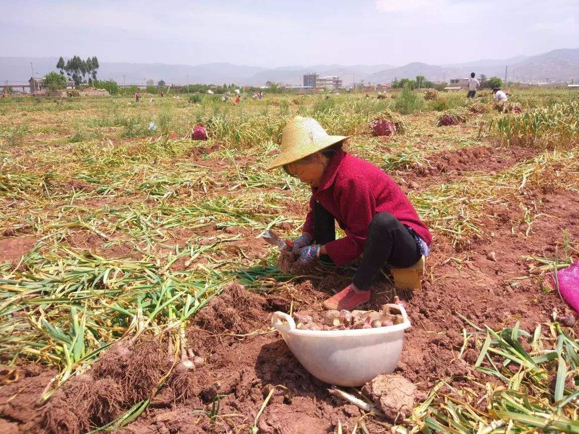 「大蒜」今年的大蒜价格低得无法想象,为啥这么低?农民该何去何从?