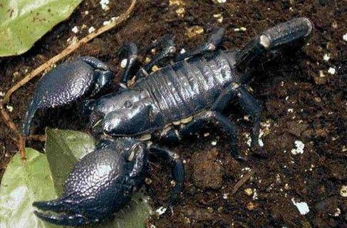 蜘蛛|五种至今无药医的致命毒素 贝爷应该不敢吃这五种小动物