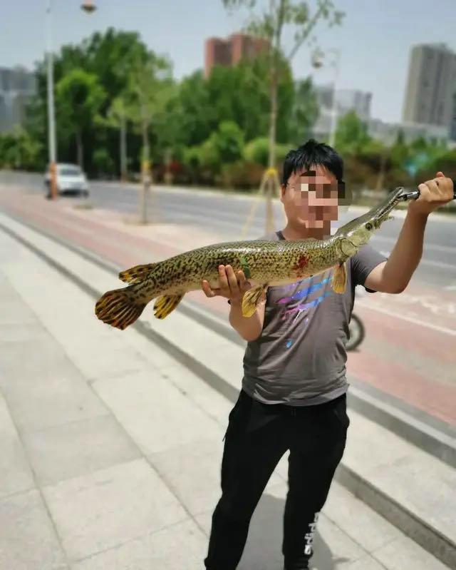 #河南#河南一小湖现“巨大黑影”，据称是一条凶猛大鱼，已被人钓起