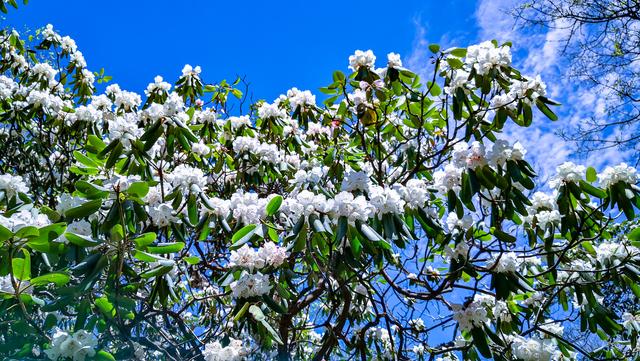 『秦岭』走入秦岭：山里山外两重天，有雪有花别样春