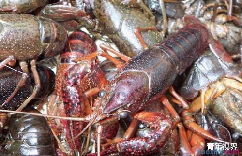 『小龙虾』小龙虾有多脏？把它放进95度酒精里，一会功夫便恶心够了