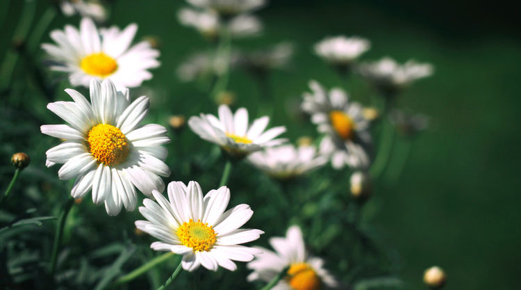 「星座男」横财砸身的三生肖，未来10天，步入上上签，月月赚大钱