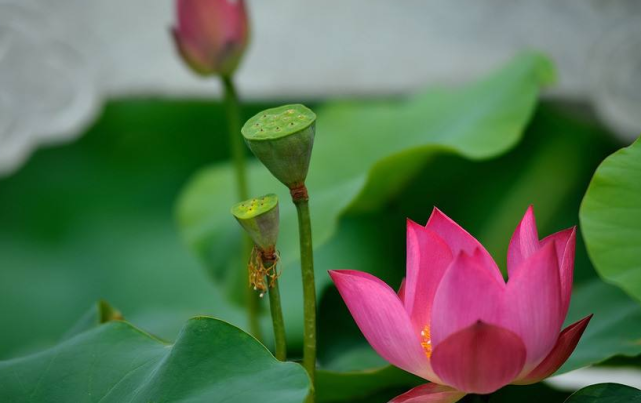 生肖|9月中旬时来运转，富贵盈门，财富大涨的三生肖