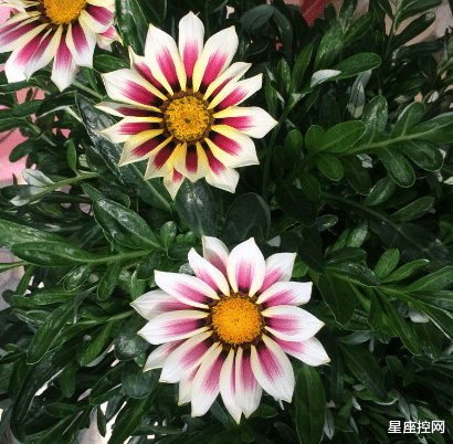 |哪些命格脾气火爆，待人却特别亲切，看似不好相处，却人缘最好