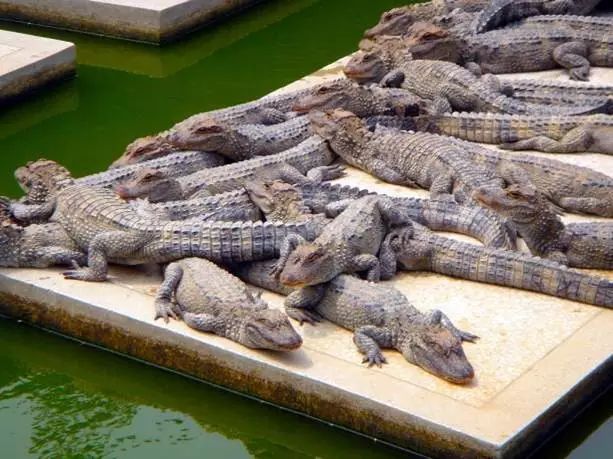 金华发布|国庆涨见识！浙江12种重点珍稀濒危野生动物，你见过几种？快来看看→