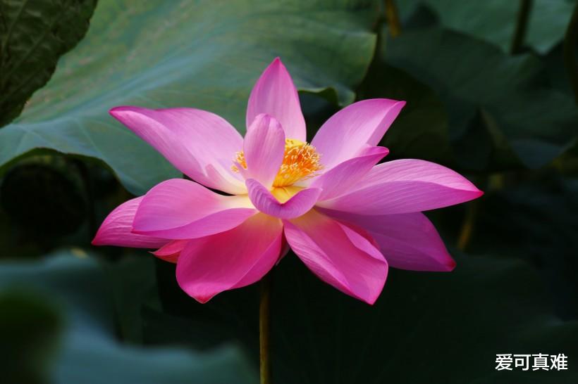 生肖@属羊人，“请做好准备”，明后两日别离家，观音娘娘来敲门，接下100%有喜