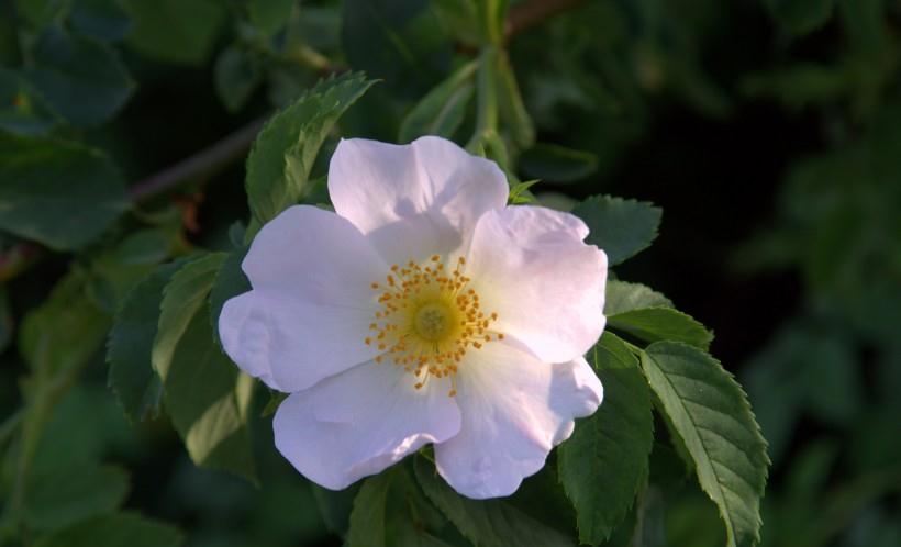 旧爱|8月爱意平静，前任转身，四大星座内心躁动，再次触碰爱情