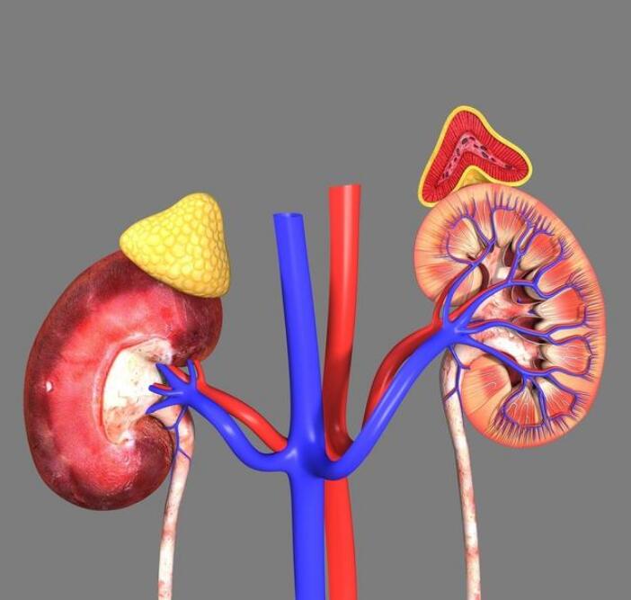 肾病:肾病临床“治愈”的标准是什么?做好2点,多数肾友可达到