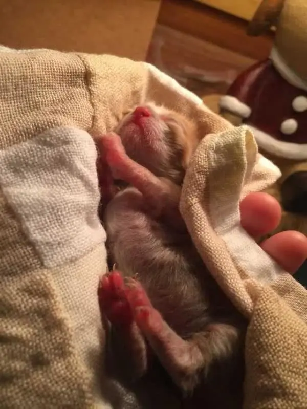 他们把垂死小奶猫偷渡进宿舍照顾，现在幸福肥成标准胖橘猫！