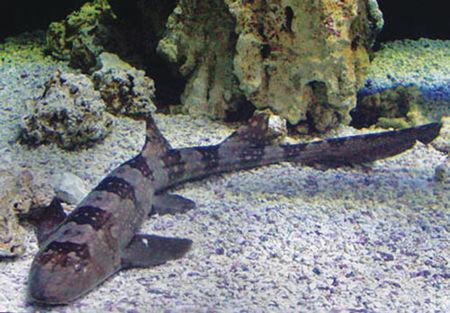 「鲨鱼」五种你看没见过的鲨雕