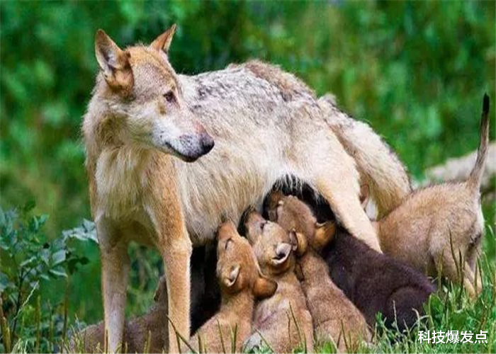 「黑洞」狼群遇上人类婴儿，为什么会选择将其养大？难道它们通人性吗？