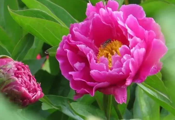 『射手座』5月,喜事手到擒来,3生肖正财顺、偏财旺,3生肖喜中头彩,是好老公