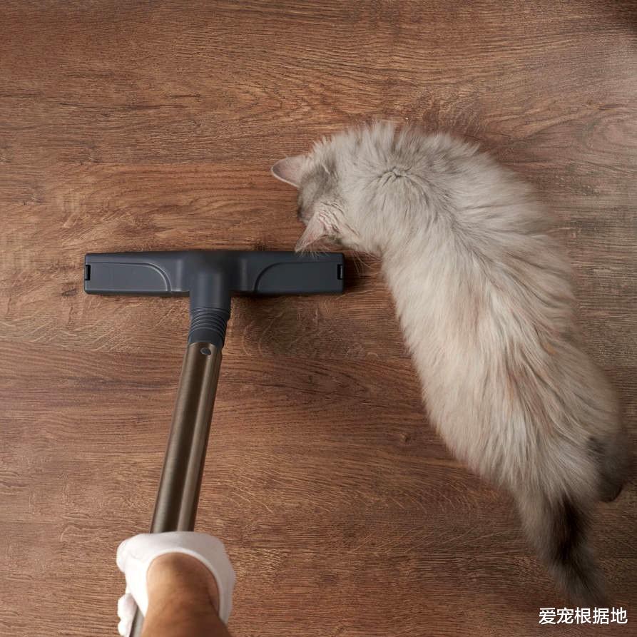 肖战竟是资深猫奴，裤子被蹭成猫毛裤，他却一脸宠溺毫不在意