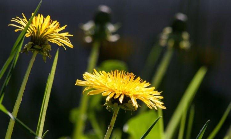 生肖|9月下旬，缘分与桃花迅速上升，牵手真爱到永久的4大生肖！