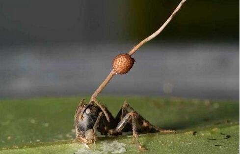 『科学家』世界上真的有僵尸病毒，已经在巴西雨林找到，希望不会威胁到人类