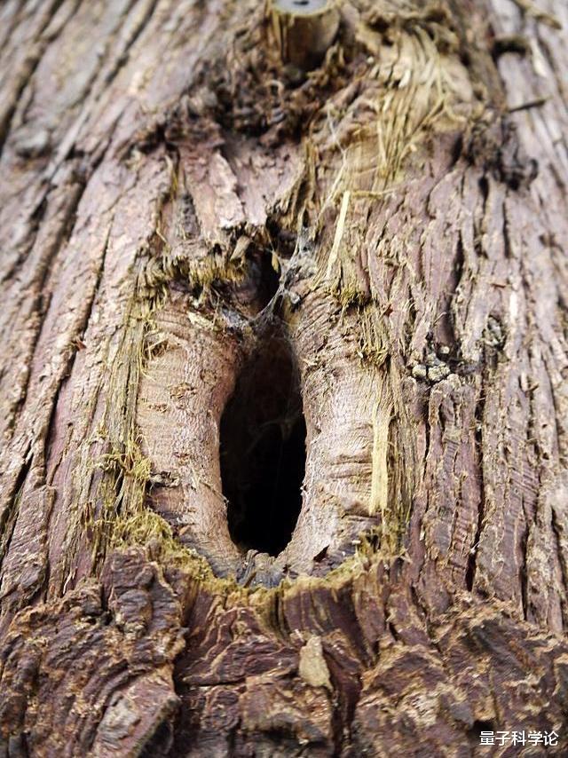 千疮百孔|啄木鸟把树木搞得千疮百孔，到底是好鸟还是坏鸟？它们可不简单
