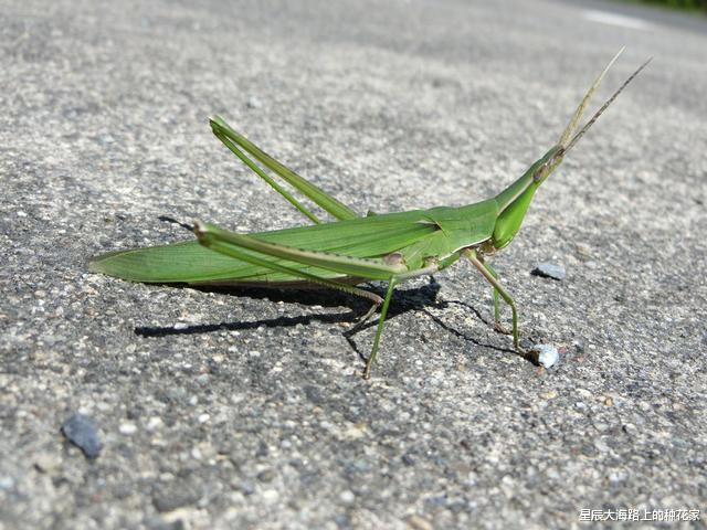 钓鱼|蚯蚓一直在泥土中，都没和鱼见过面，为什么水的中鱼却喜欢吃？