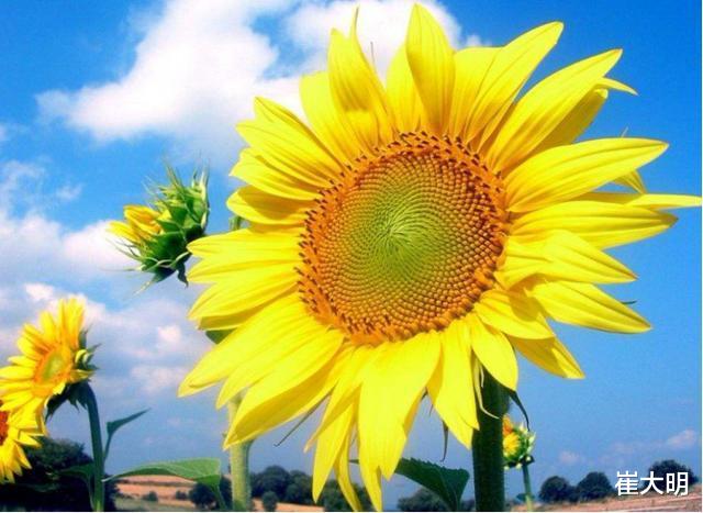 枯木逢春|未来八天财运爆发，钱财自来，福气满堂，花开来财的4大生肖