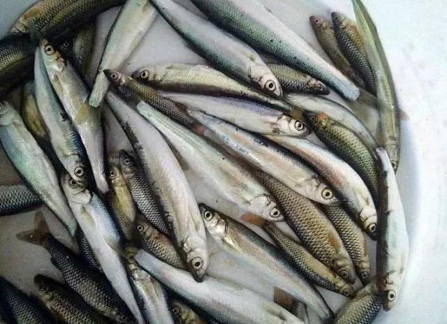 |我国最美味的4种鱼，听说过的就很了不起，吃过两种以上都是土豪