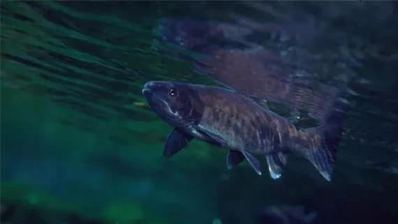 【三文鱼】三文鱼是什么鱼？可以生吃吗？