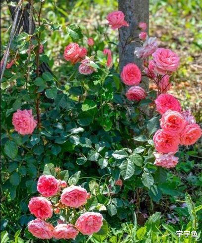 生肖|8月下旬财星高照，4属相运势步步高升，财源广进，生活迈向幸福