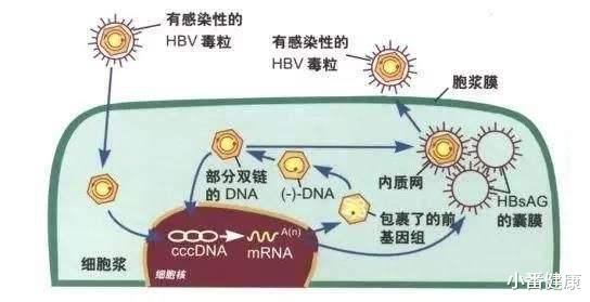 乙肝：乙肝在研新药ENOB-HB-01，诱导97%受感染细胞凋亡，不损伤正常细胞