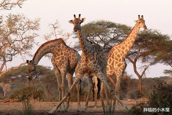 「长颈鹿」长颈鹿没有象牙和犀角,为什么也被人捕杀?