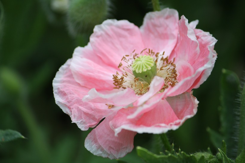 『生肖』6月末内期间，路遇真爱姻缘到来，天意眷顾，走向幸福四大生肖
