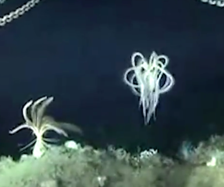 陨石|在冰中发现的神秘物体，你知道它们是什么吗，你对哪个影响深刻呢