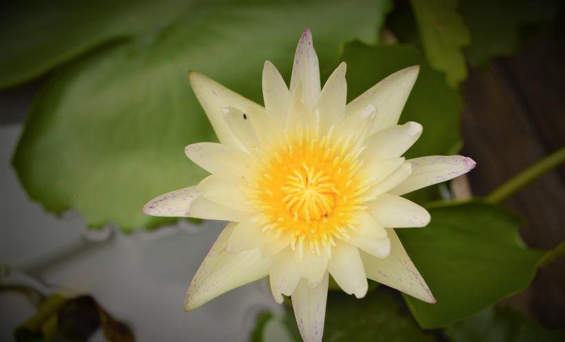 生肖|8月财运爆发,事业好转,财路大开,桃花朵朵开的三生肖